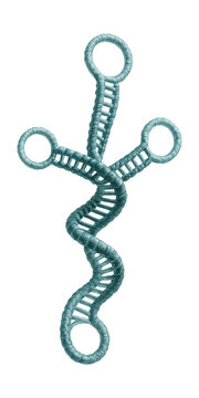 Ribosomal RNA (rRNA) with secondary structure and stem-loop features.