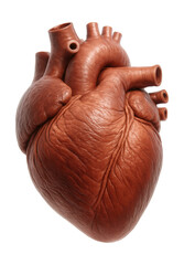 Naklejka premium Large heart with thick muscular walls, resembling an elephant's.