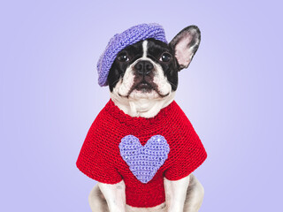 Cute puppy, beret and embroidered heart. Sad dog. Beautiful greeting card. Closeup, indoors. Studio shot. Congratulations for family, relatives, loved ones, friends and colleagues. Pets care concept