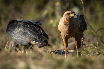 Savanna Hawk  and Black Vulture