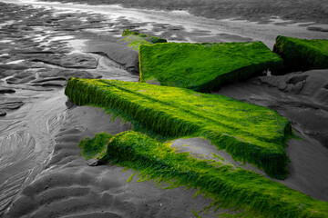 Concrete elements overgrown with bright green seaweeds on a beach of Sylt island Germany. Green shapes in the sand of Wadden sea National Park on North Sea coast isolated on black and white.