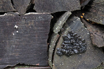 Black fungus on damp birch wood. Exidia nigricans