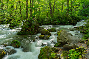 日本の青森の渓流　夏の奥入瀬渓流