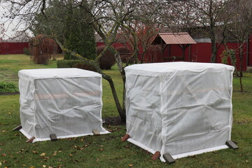 Covering a large rhododendron bush from frost and snow. Insulating flowers for winter