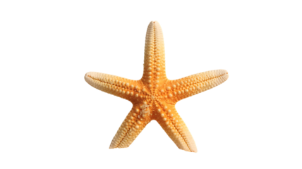 starfish ocean creature amazing facts