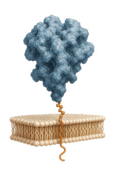 Lipid-anchored protein with a GPI anchor on the membrane's outer layer.