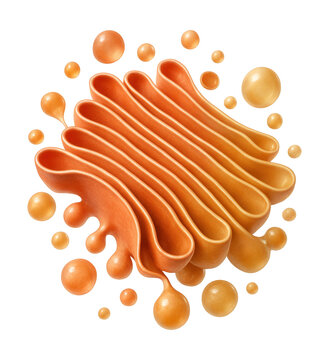 3D model of a Golgi apparatus featuring curved cisternae and vesicles.