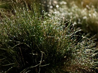 Morning dew sparkling on dense green grass, creating a glistening natural texture in soft light.