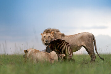 lion and lioness eating a kill aftre hunt | Looking towards the camera | African Lion (Lioness) Panthera leo leo from Masai Mara, Africa