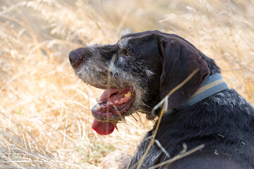 German hunting watchdog drathaar. Portrait of a purebred dog.