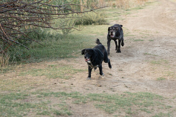 Two purebred dogs, a spaniel and a german pointer, are searching for prey in a field.