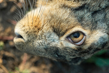 Wild hare, hunting trophy against the background of green autumn grass