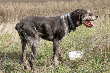 German hunting watchdog drathaar. Portrait of a purebred dog.