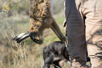 A hunter holds a wild hare. Seasonal prey