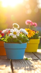 Colorful flower pots in sunlight