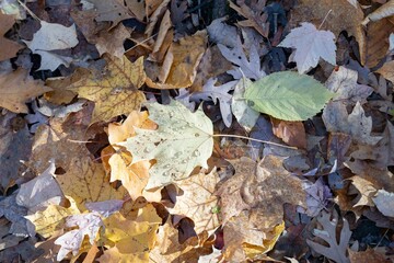 autumn fall leaves on ground in rouge forest toronto Canada October November