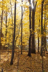 autumn fall leaves in rouge national toronto Canada October November