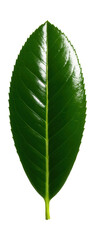 Obraz premium Glossy green rhododendron leaf featuring serrated edges.