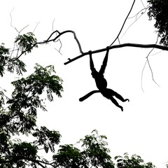 Silhouette monkey in a tree
