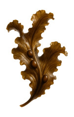 Naklejka premium Wavy-edged brown seaweed with air bladders.