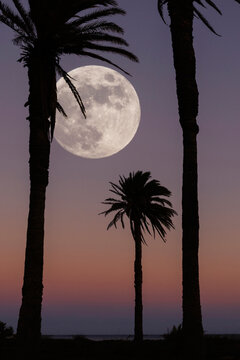 Full moon in the night sky with the silhouette of three palm trees at dusk, Castillo del Romeral, Gran Canaria, Canary Islands, Spain