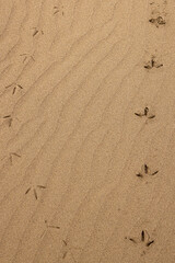 Bird footprints on a sandy beach in Merseyside