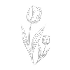 Elegant Tulip Line Sketch on White Background. Simple Floral Outline of Tulip Blossom Vector Art