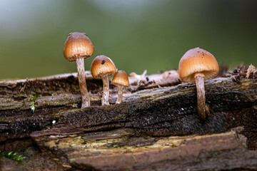 Delicate mushroom macro shot