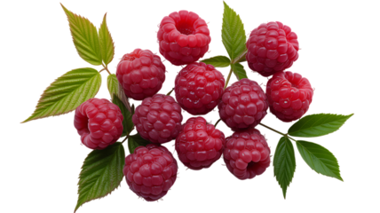 Raspberry farming profits increasing rapidly