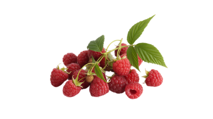 Raspberry grows best in summer