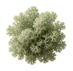 Naklejka premium Soft, grey-green lichen with branched, bushy formations.