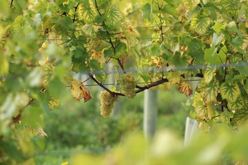 wine grapes on the vine
