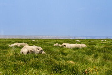 African bush elephants (Loxodonta africana) grazing in the tall, green swamp grasses of Amboseli National Park, Kenya