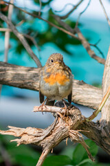 A robin, a species of bird from the flycatcher family, sits on a tree branch.
