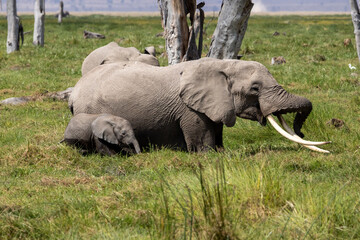 Fototapeta premium African bush elephant cow and calf resting in lush swamp grass with long tusks Amboseli National Park Kenya
