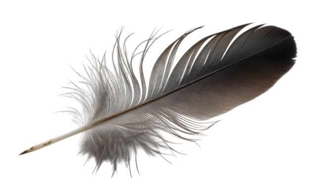 Feather whispers in the wind