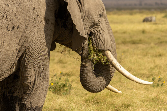 African bush elephant (Loxodonta africana) feeding on grass in Amboseli National Park, Kenya - Powered by Adobe