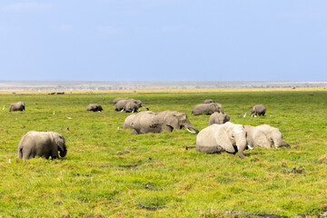 Fototapeta premium A large herd of African bush elephants resting on the green plains of Amboseli National Park Kenya