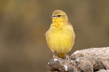 Taveta Golden Weaver bird perched on a rock in Amboseli National Park Kenya