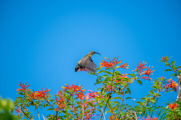 a sunbird, with olive-green plumage and a long, curved beak hovers near a cluster of orange flowers.