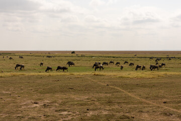 African elephants and wildebeest grazing on the vast plains of Amboseli National Park in Kenya