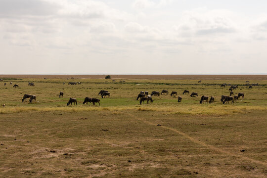 African elephants and wildebeest grazing on the vast plains of Amboseli National Park in Kenya