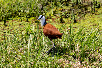 African Jacana wading through green swamp grass in Amboseli National Park Kenya