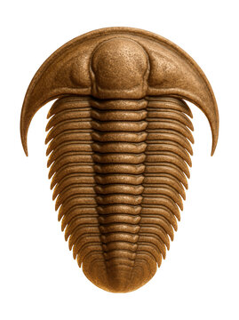Crescent-shaped cephalon and extended thoracic segments of a Paradoxides trilobite.