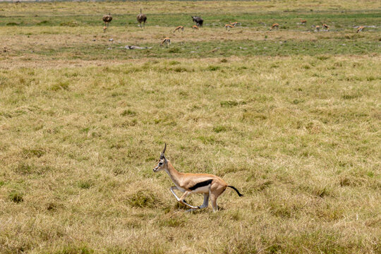 Thomson's Gazelle running across the dry savannah plains in Amboseli National Park Kenya