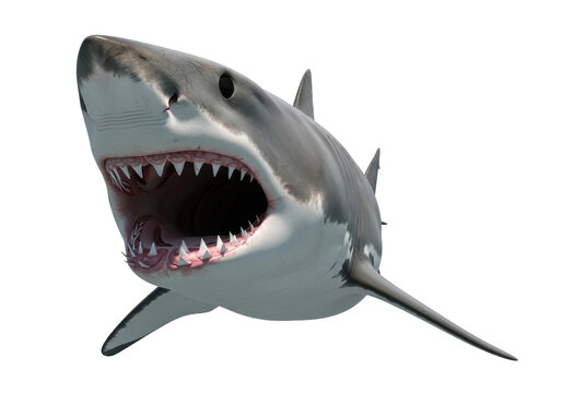 Great white shark with open mouth isolated on transparent PNG, predator with sharp teeth for marine life and ocean themes - Powered by Adobe