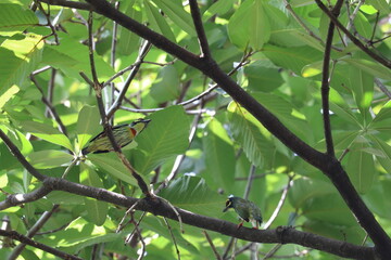 Birdlife in Canopy: A vibrant scene unfolds as two small birds perch gracefully amidst the lush, sun-dappled canopy of a flourishing tree. Witness the delicate beauty of these avian creatures.