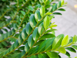 Lush Green Leaves and Branches of Tropical Shrub Close Up View on Bright Day for Nature and Ecology