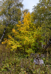 A fairy-tale autumn forest in a colorful outfit during the seasonal period of the year in the foothill area