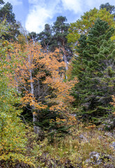 A fairy-tale autumn forest in a colorful outfit during the seasonal period of the year in the foothill area
